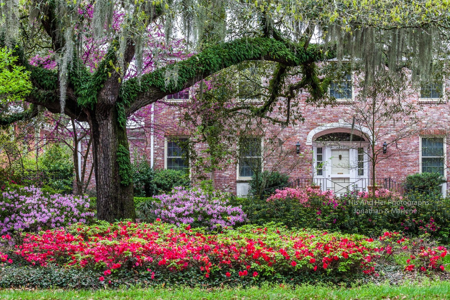 New! Savannah Collection Photo Springtime Blossoms in Savannah